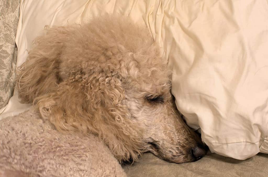 Standard Poodle sleeping with its head on a white pillow.