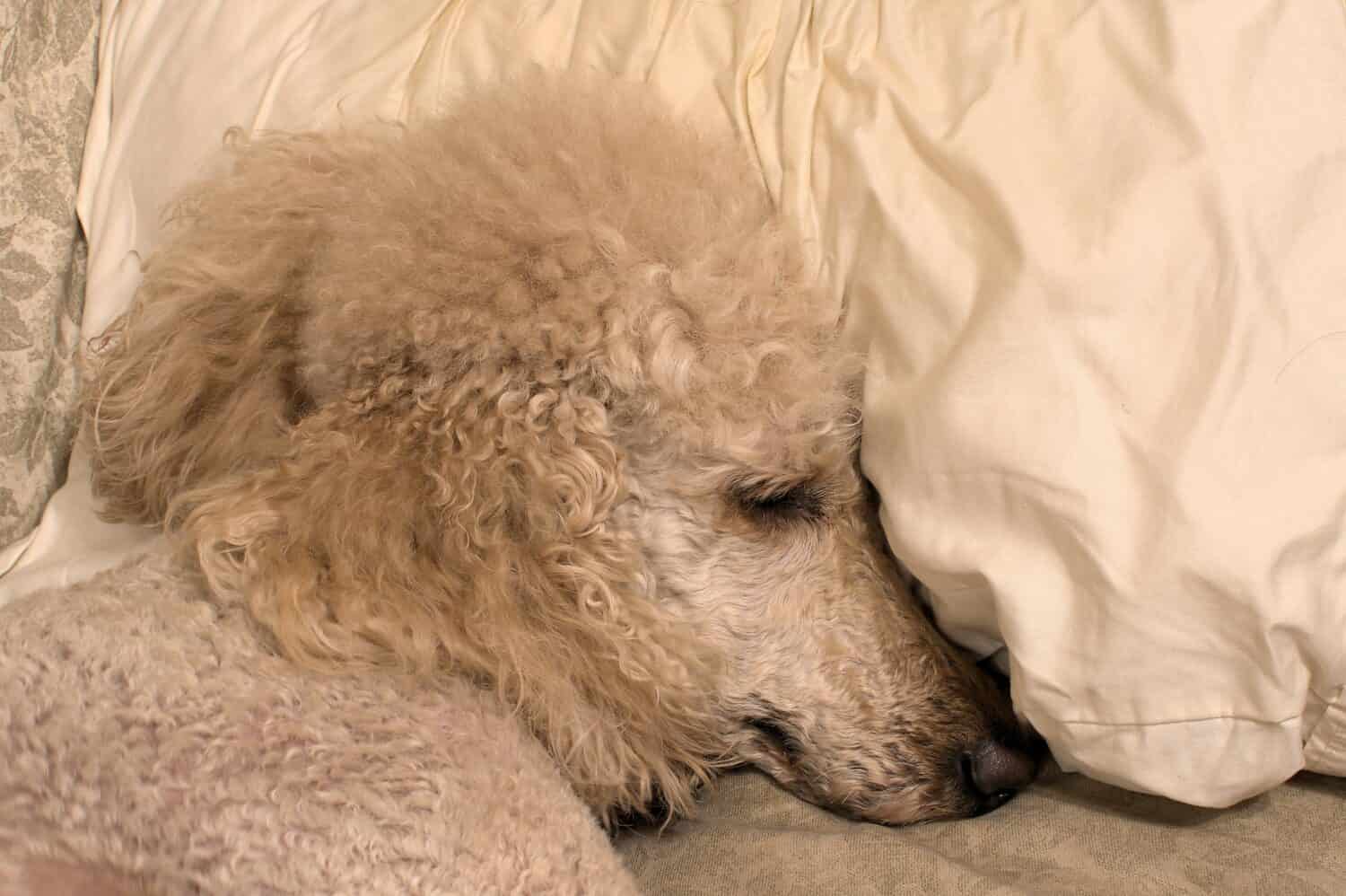 Standard Poodle sleeping with its head on a white pillow.