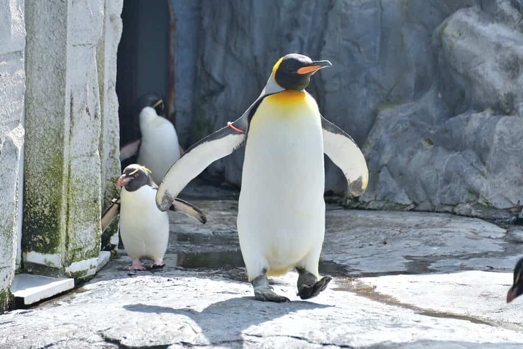 Photographing King Penguins at the Zoo