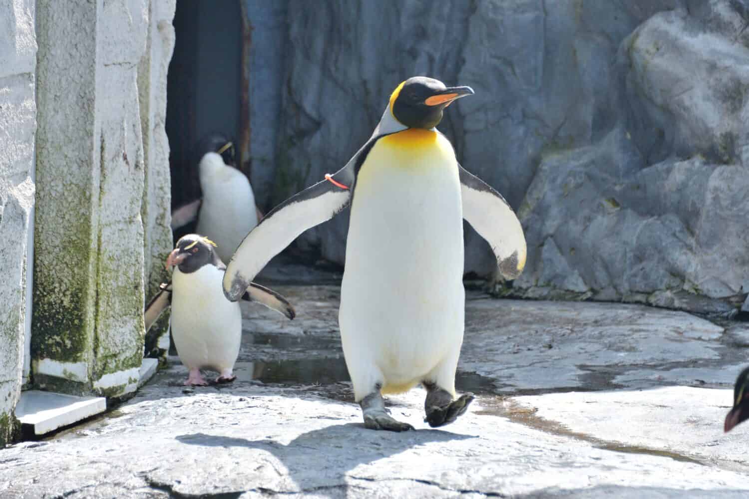 Photographing King Penguins at the Zoo