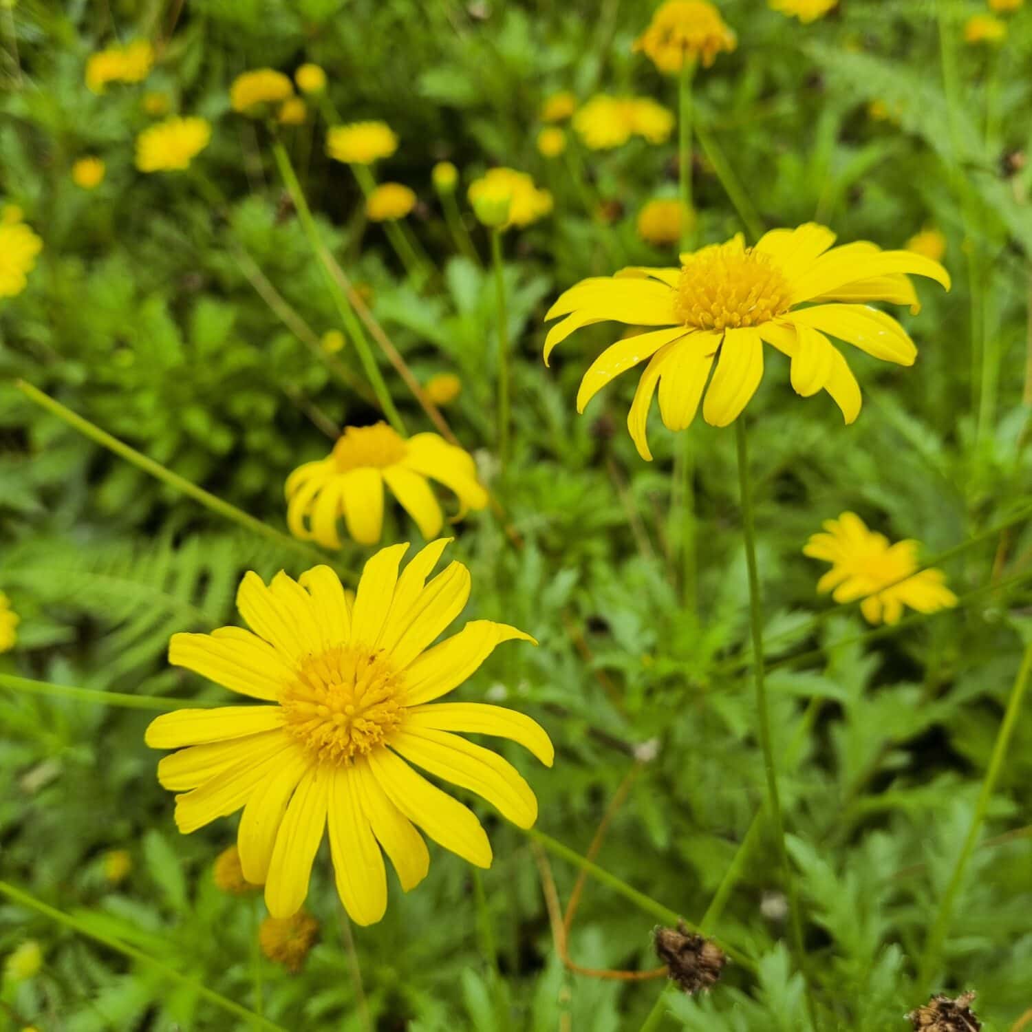 Hairy Golden Aster Flower, at Cameron Highlands