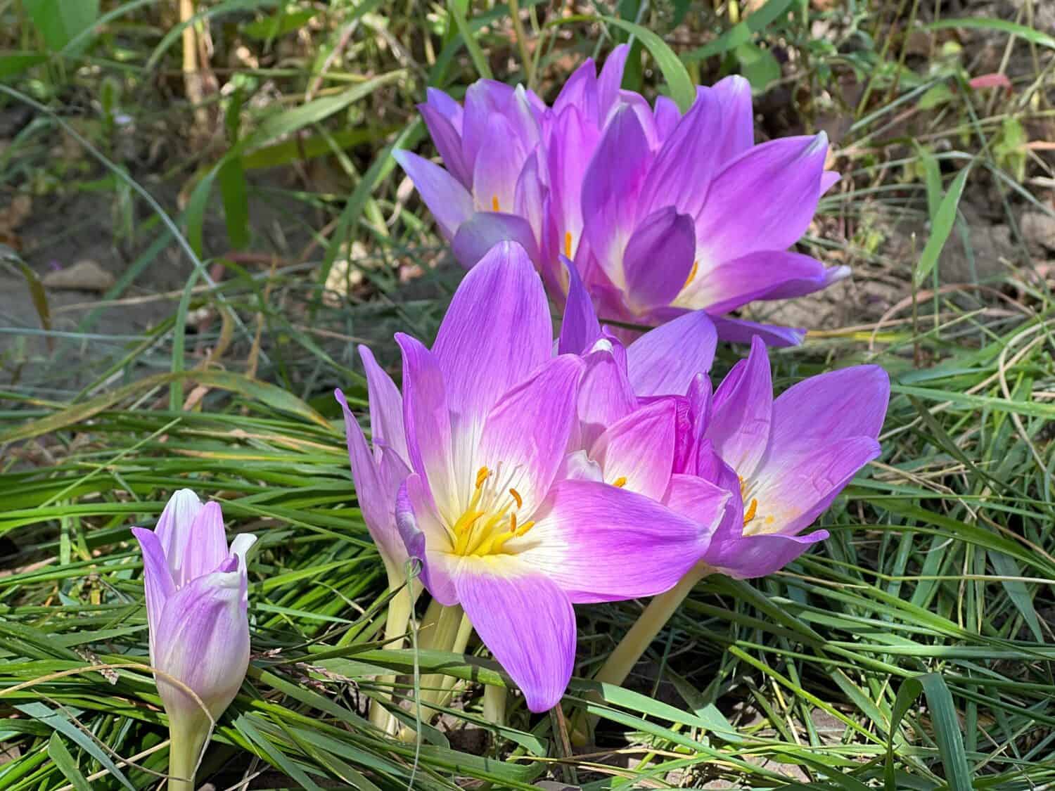 Purple crocus flowers Colchicum speciosum. Known also as Autumn Crocus or Meadow Saffron.