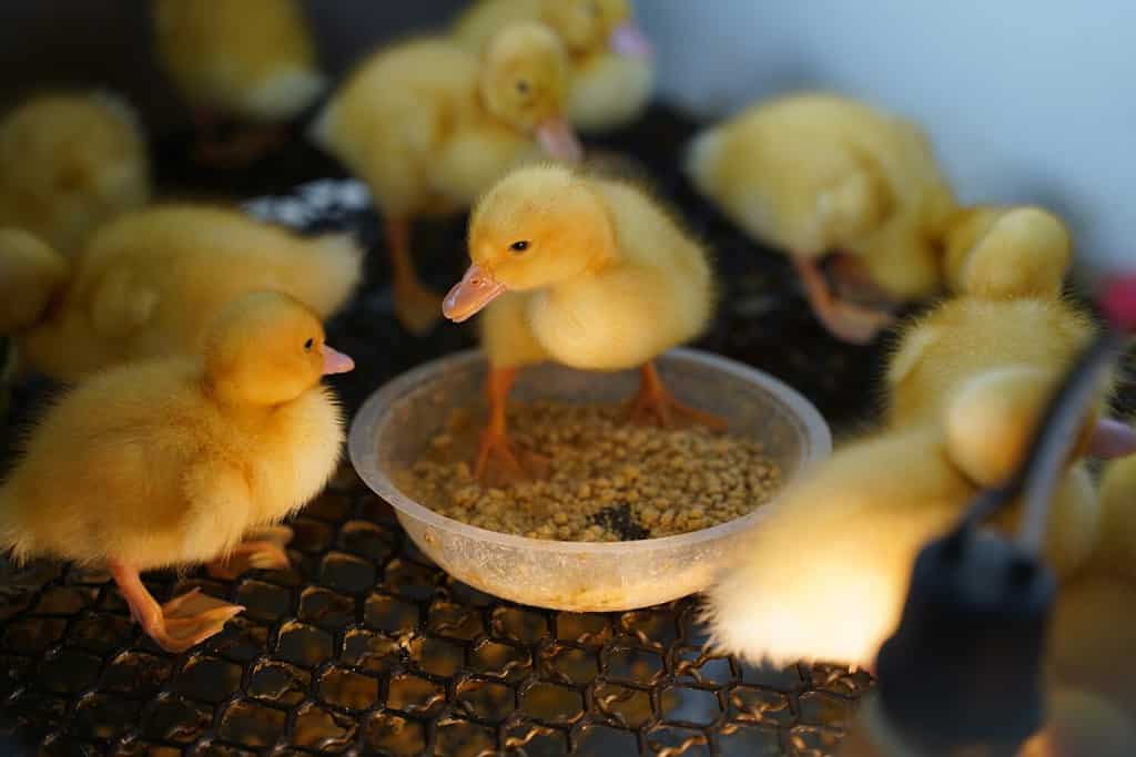 Breeding baby ducks on the farm