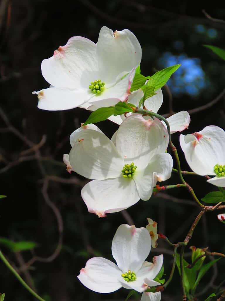 flowers of Cornus florida, flowering dogwood,
