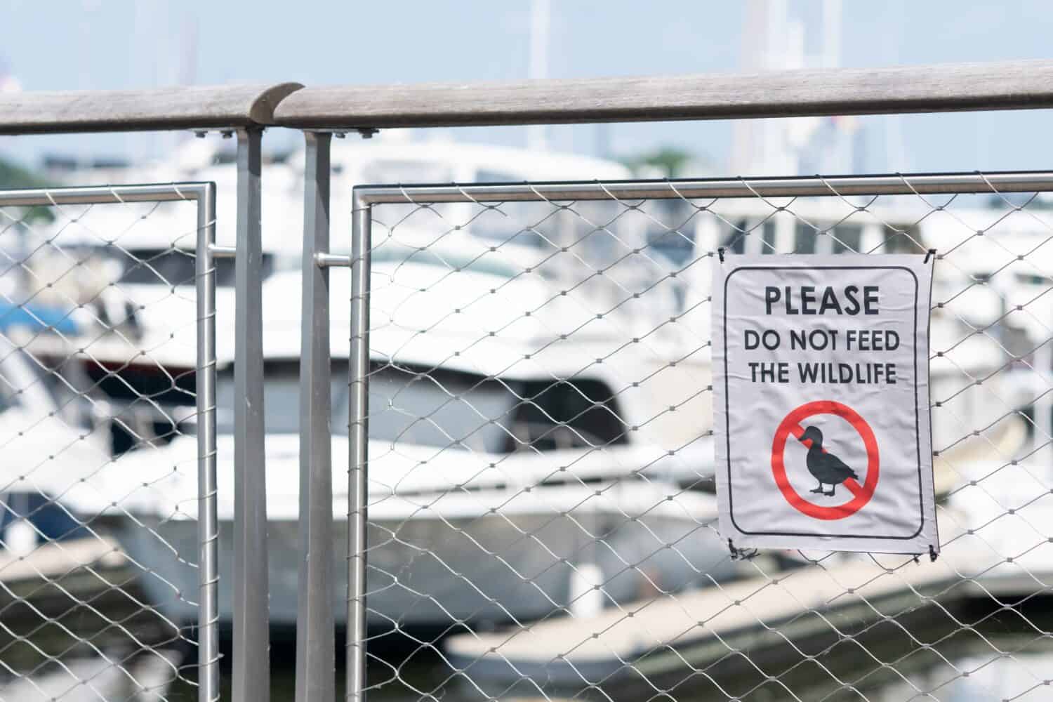 metal sign on temporary chain link fence outside of urban waterfront boating marina reads Please Do Not Feed Wildlife with a icon of the native migratory waterfowl duck with a red strike through it