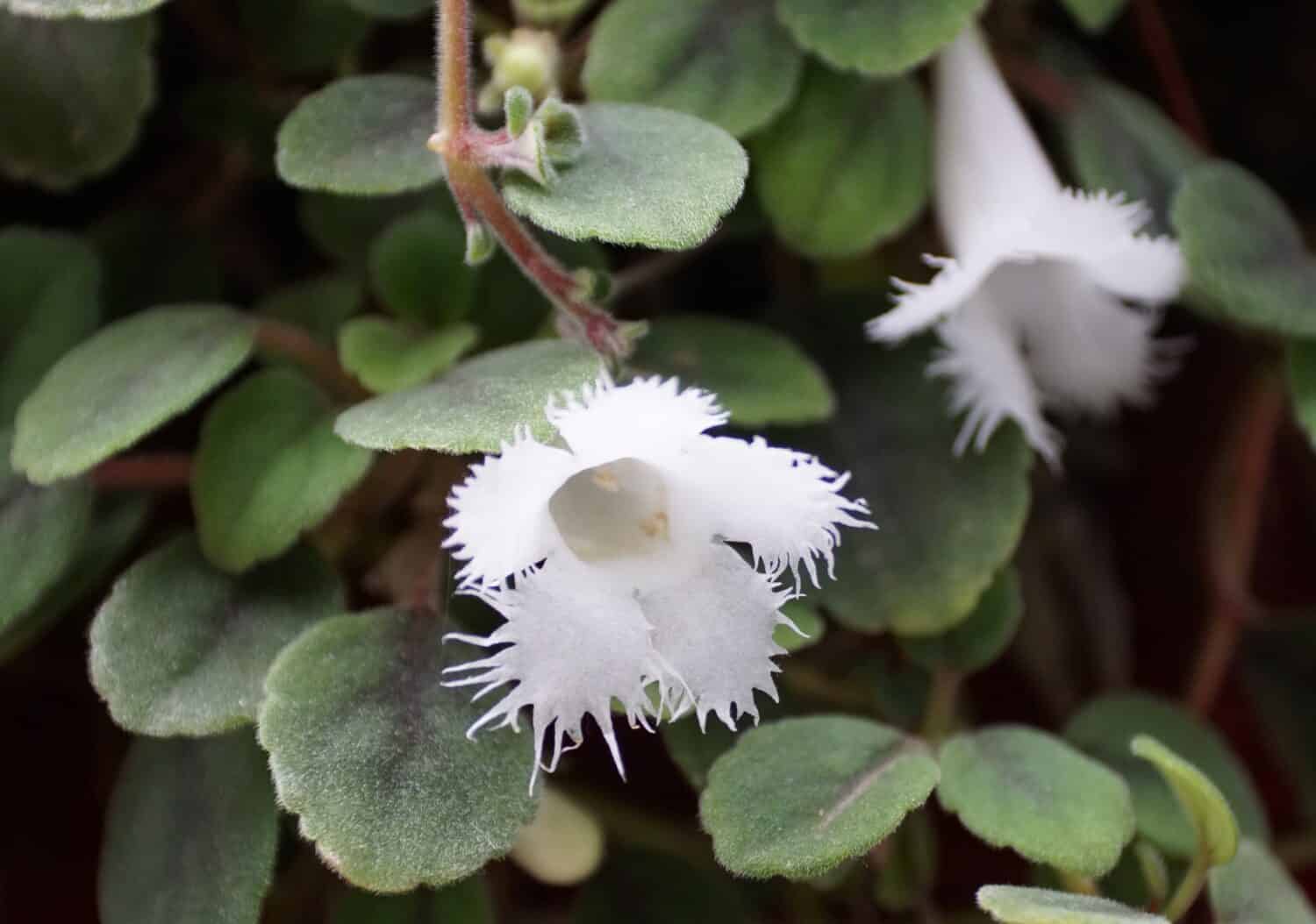Close up of a white Lace Flower, with scientific name Alsobia Dianthiflora