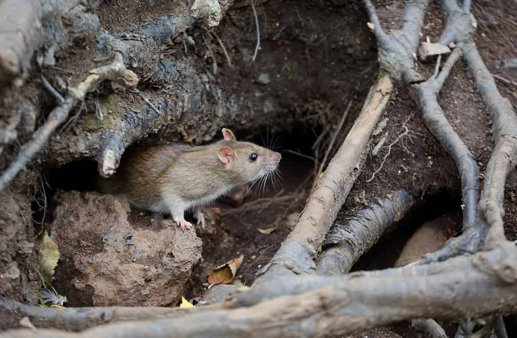 Wild rodents live in underground burrows which helps them to redistribute healthy fungi spores.