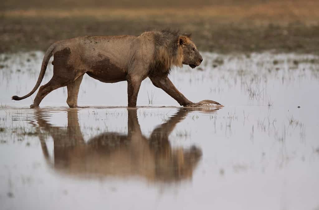 A lion moving in water in a marsh at Amboseli national park, Kenya