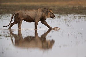 Lion Bites a Buffalo In the Nose Then Tries to Drown It photo