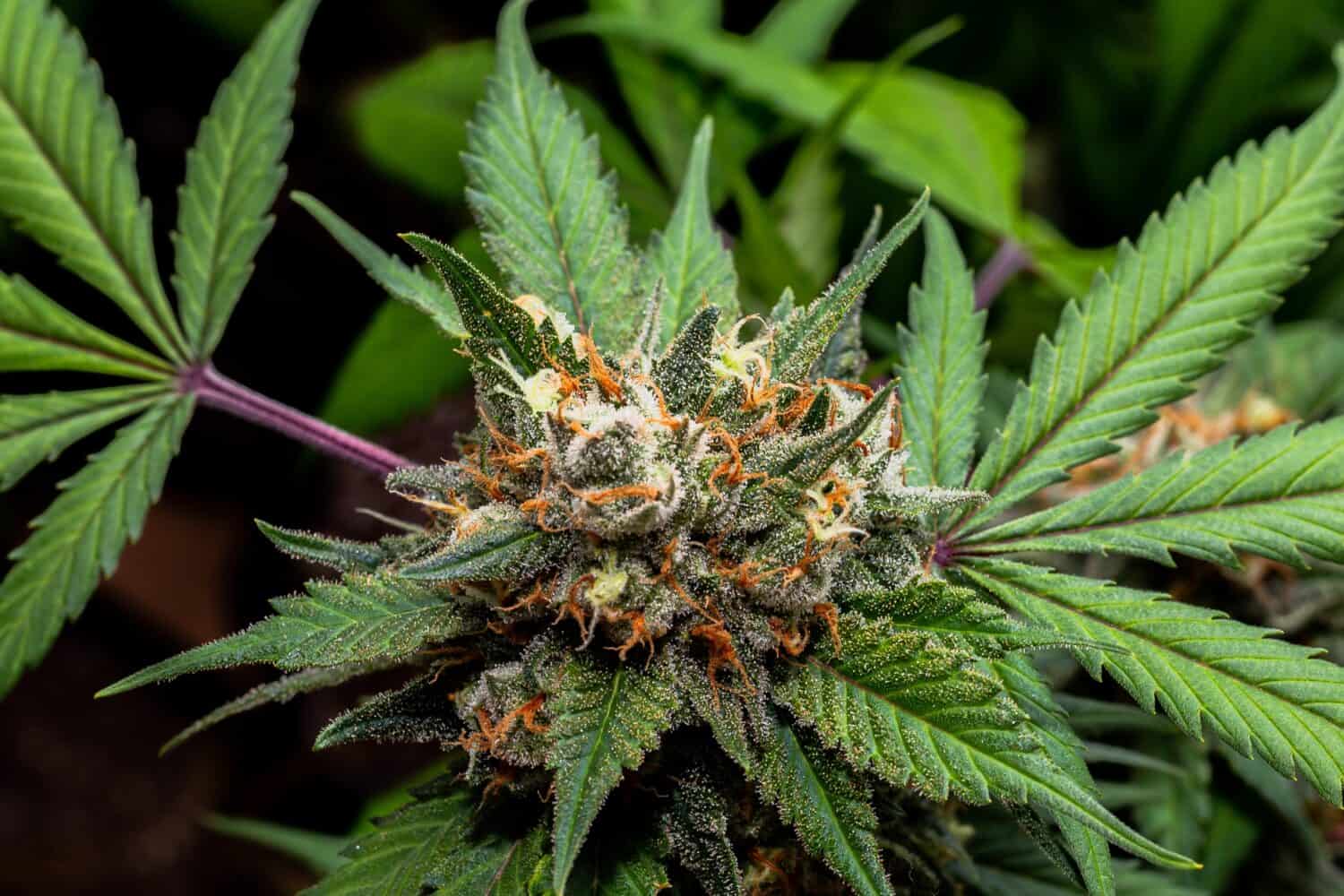 Premium Indoor cannabis grown under LED light