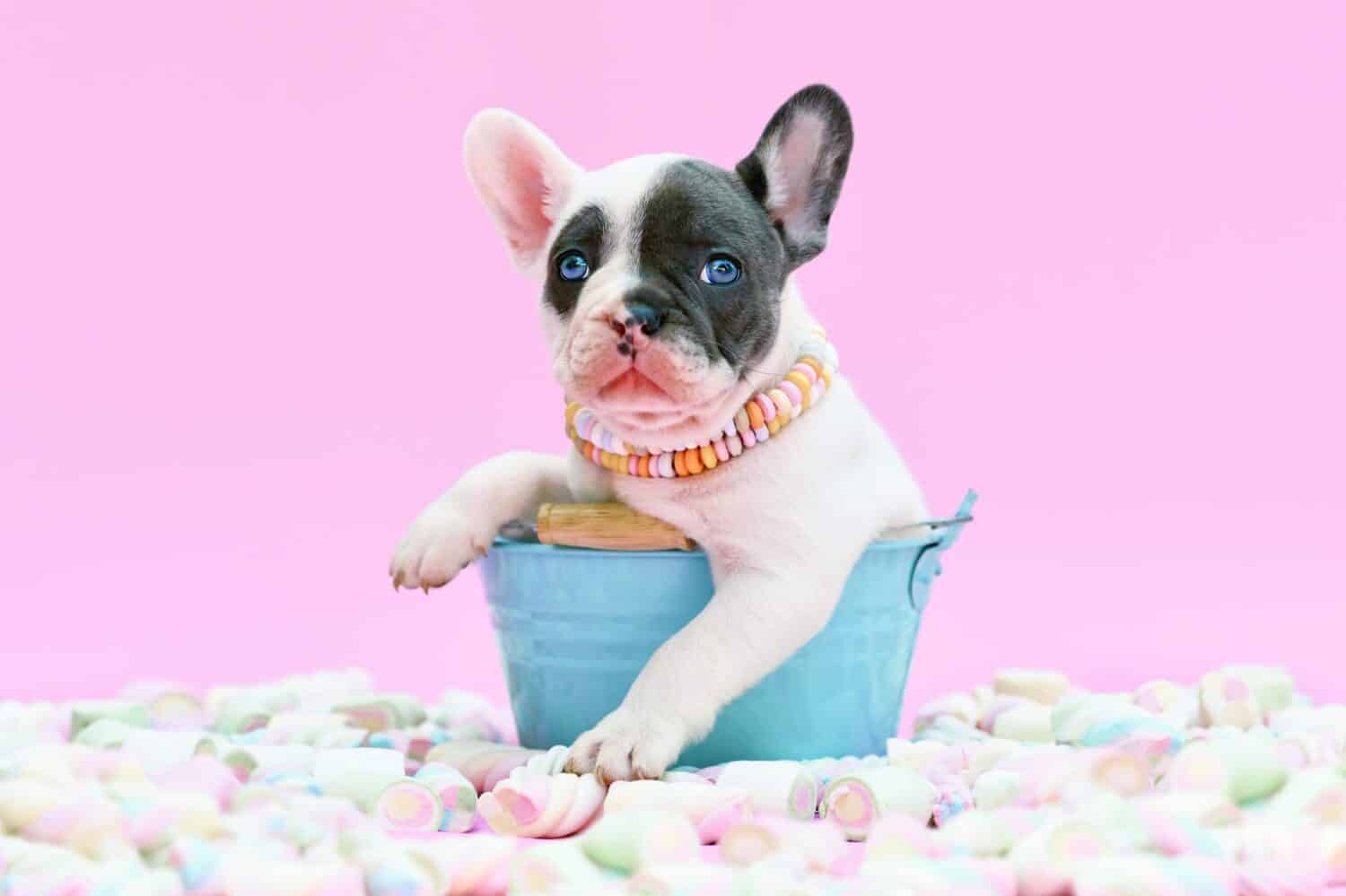 Cute blue pied French Bulldog dog puppy in bucket between marshmallow sweets on pink background