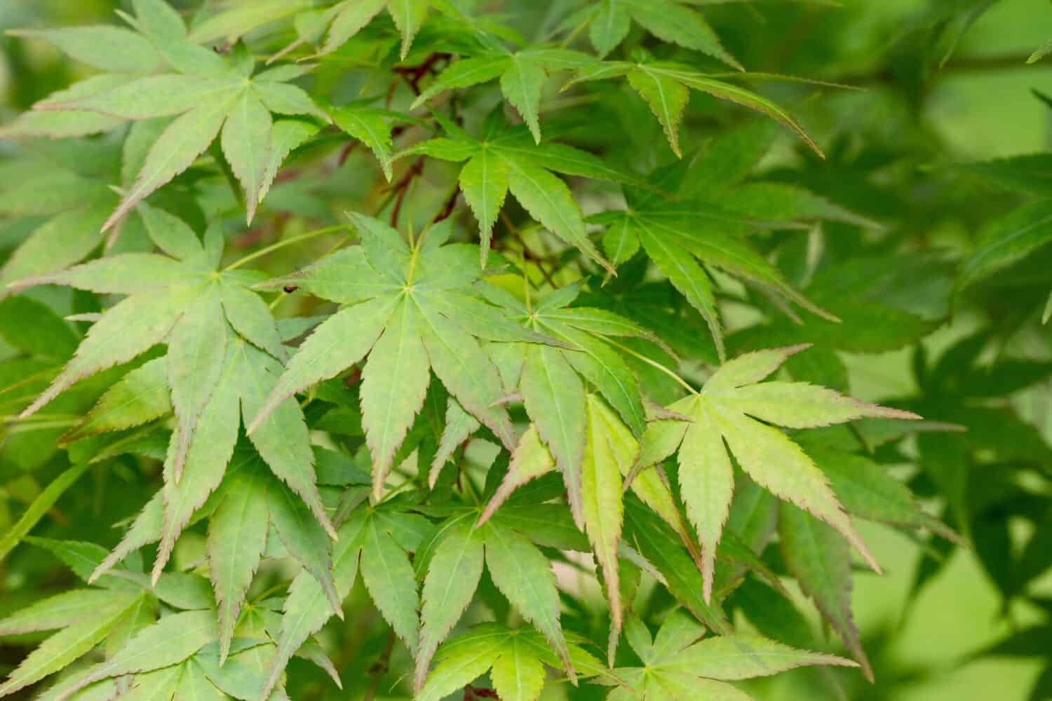 Seiryu Japanese Maple - Latin name - Acer palmatum Seiryu, natural green leafy background copispace