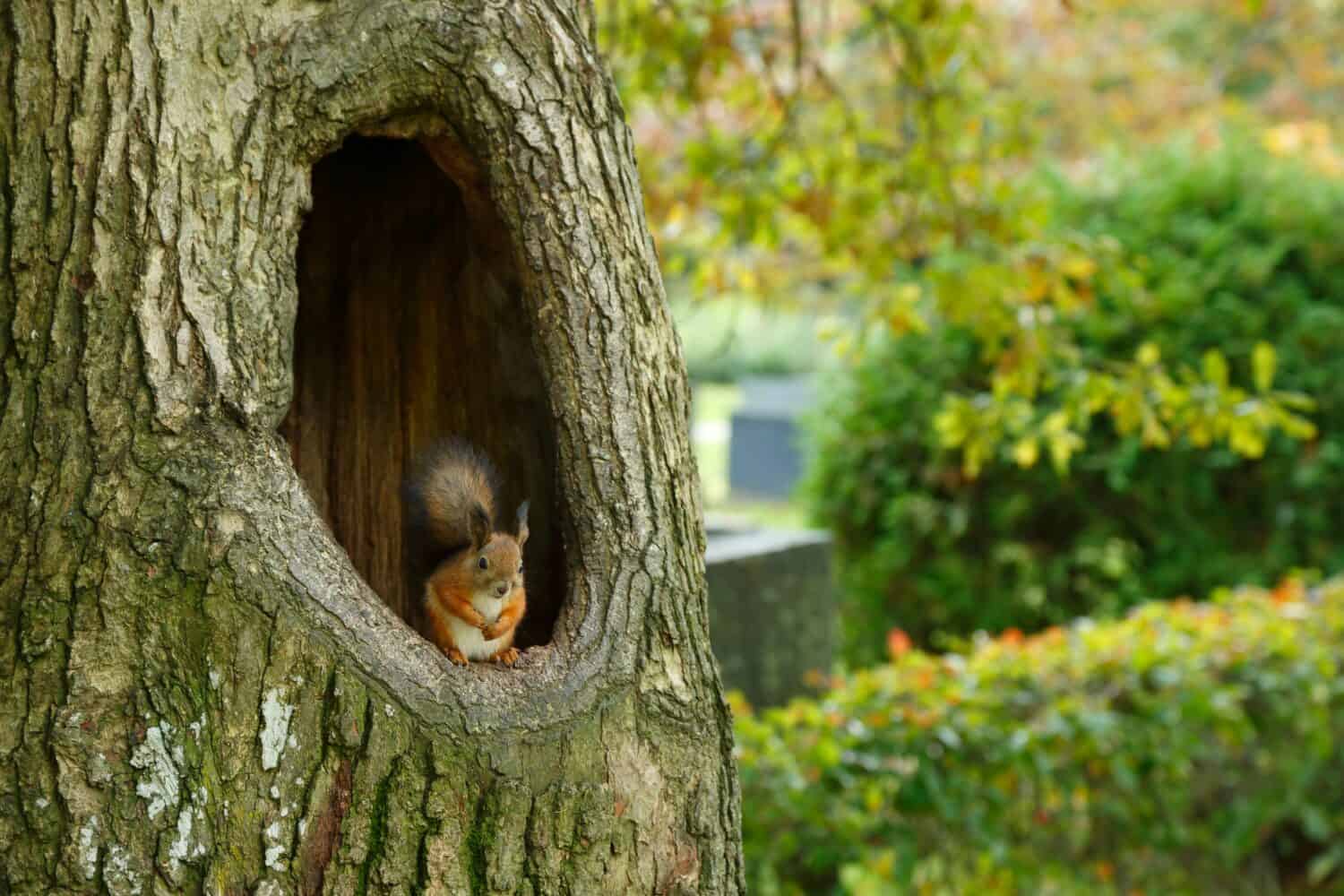The squirrel sits in a big hole in the trunk of an oak tree