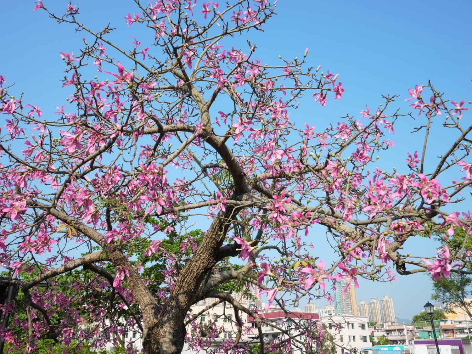 Beautiful Silk floss tree in bloom in Hong Kong