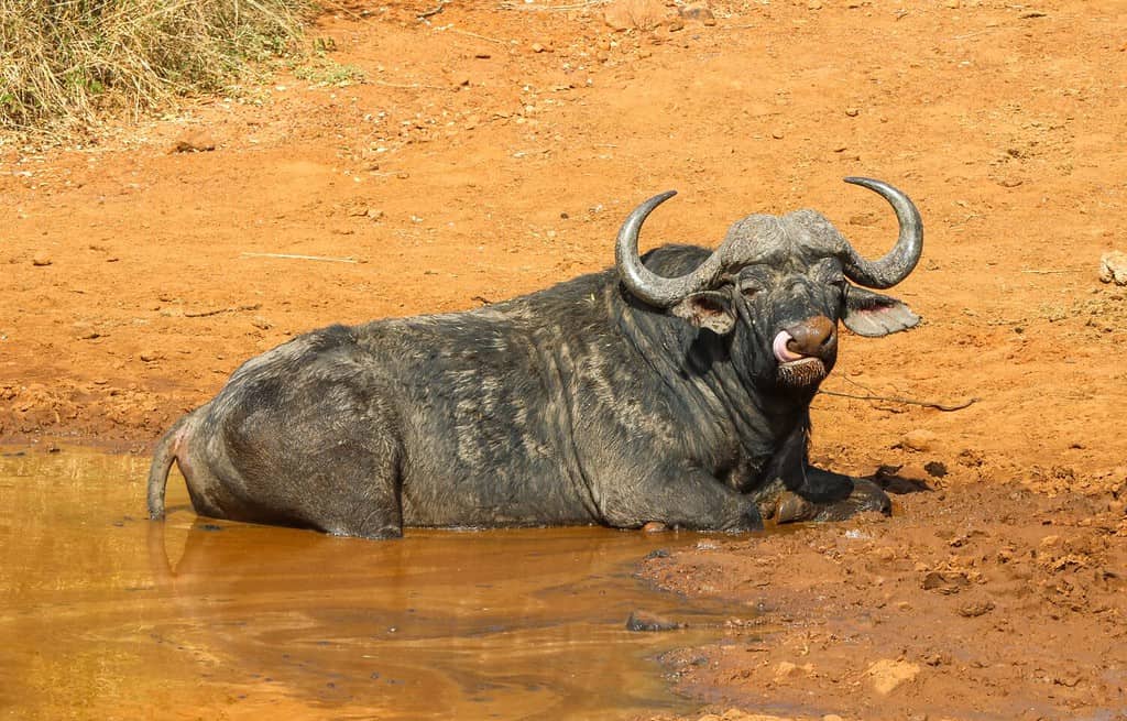 Cape or African Buffalo bull enjoying a mud bath, Pilanesberg National Park, South Africa