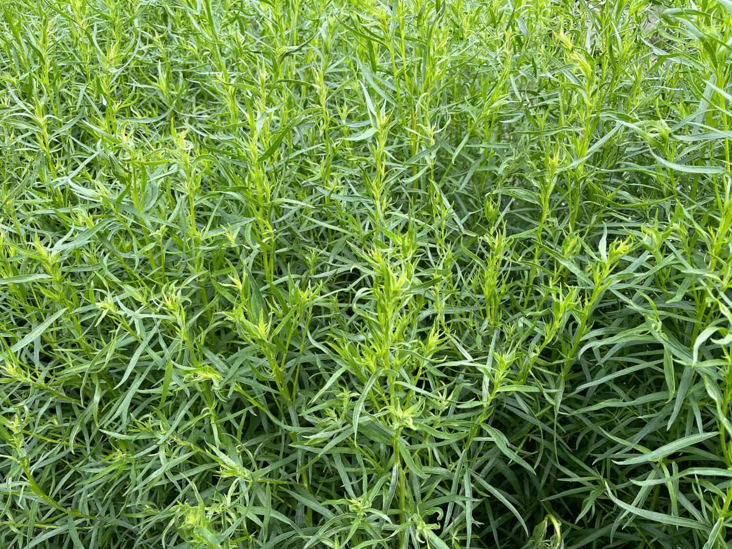 Tarragon, Artemisia Dracunculus, is an important medicinal and herb plant