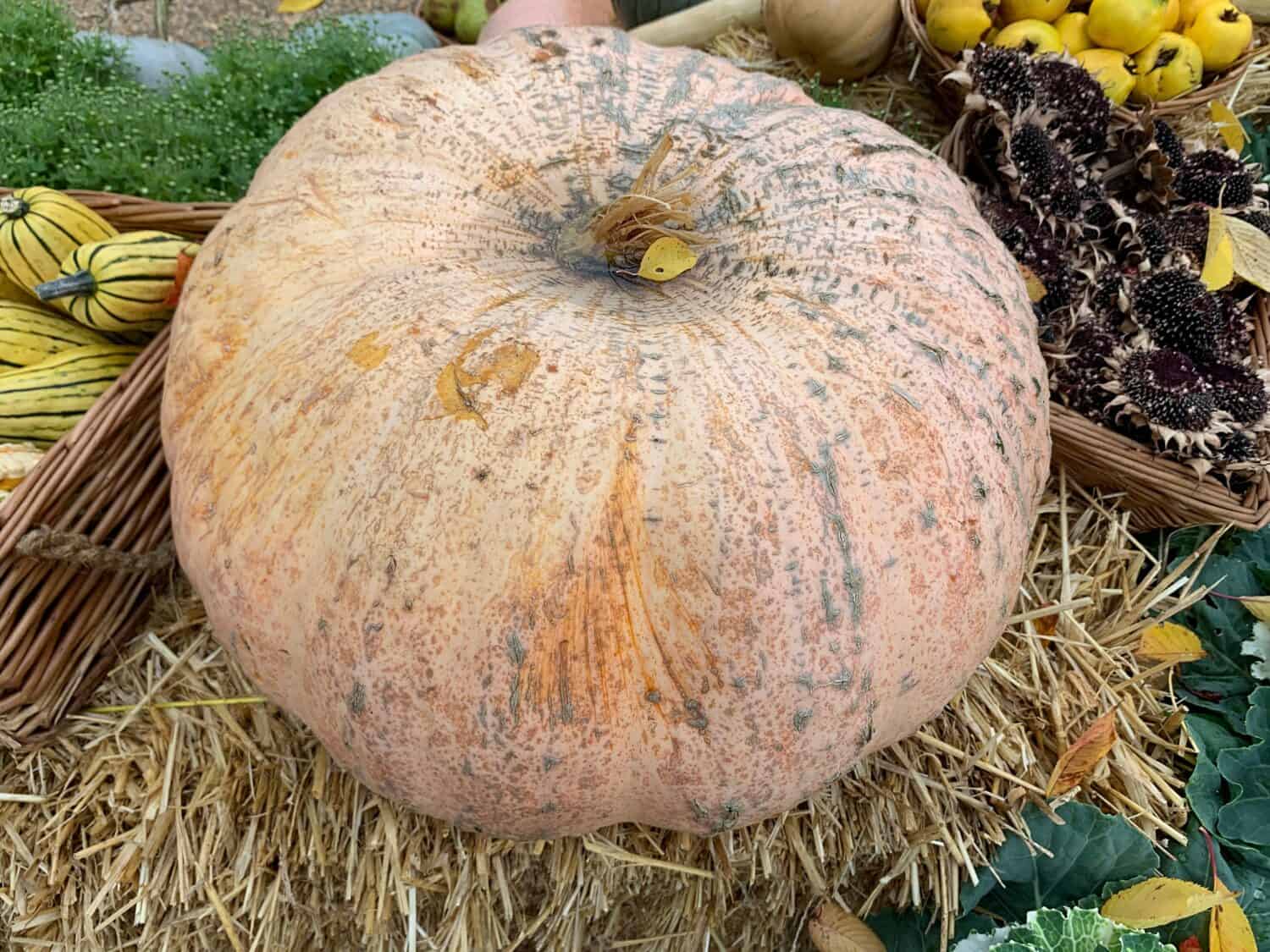 Close up of a display of a large pumpkin or winter squash seen outdoors in autumn.