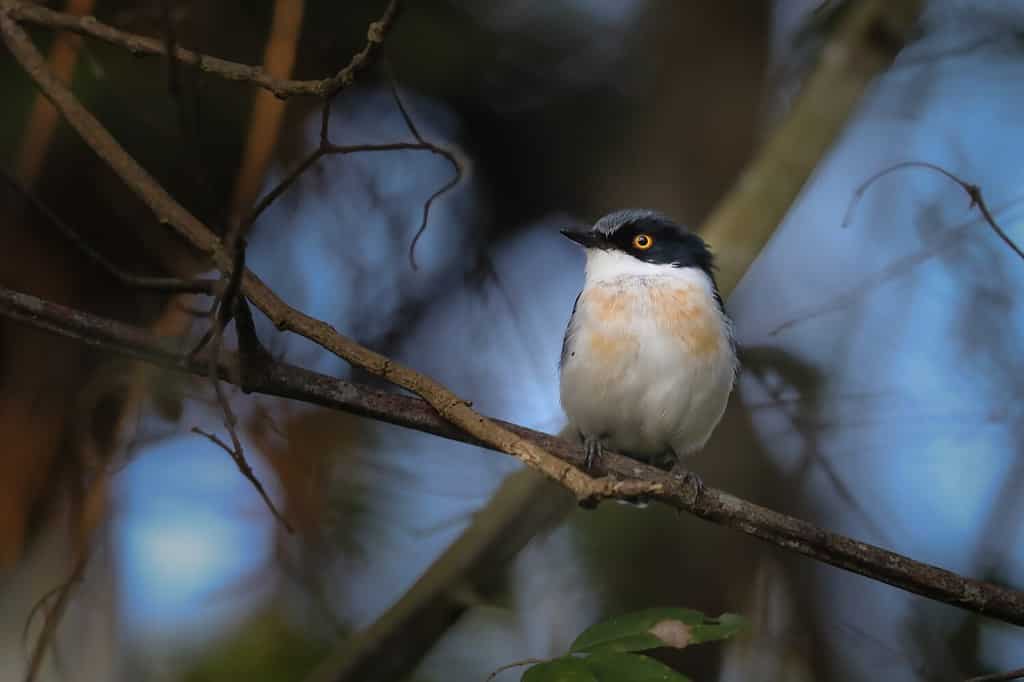 Woodward's batis bird perched in a forest tree