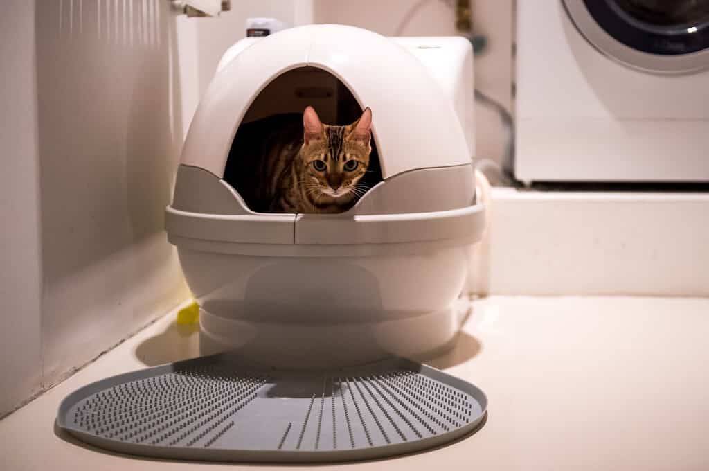 Automatic toilet for cats. Pet gadgets