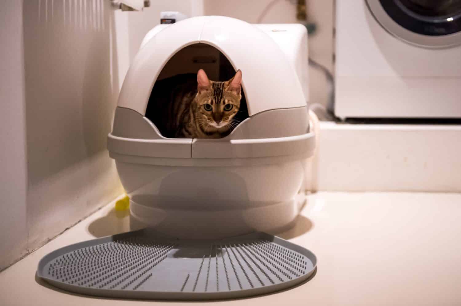 Does My Cat Have Arthritis? 13 Signs and Symptoms - A-Z Animals