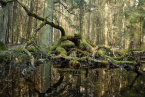 Discover the Oldest Forest in Europe Picture