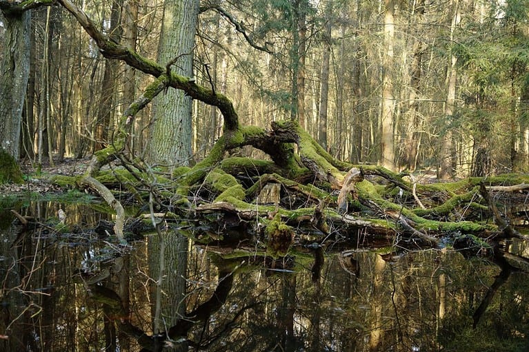 A nature reserve in the Białowieża Primeval Forest.