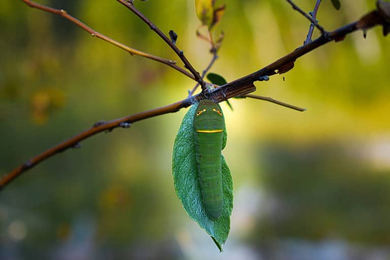canadian tiger swallowtail on branch