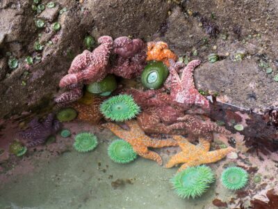 A The 9 Most Common Creatures in Tide Pools