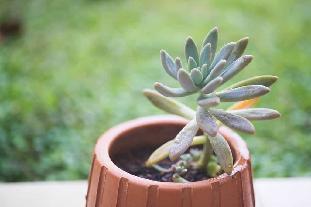 Moonsilver or Greene's liveforever in a pot. Moonsilver latin name is Dudleya greenei rose, endemic plant to Channel Island of California