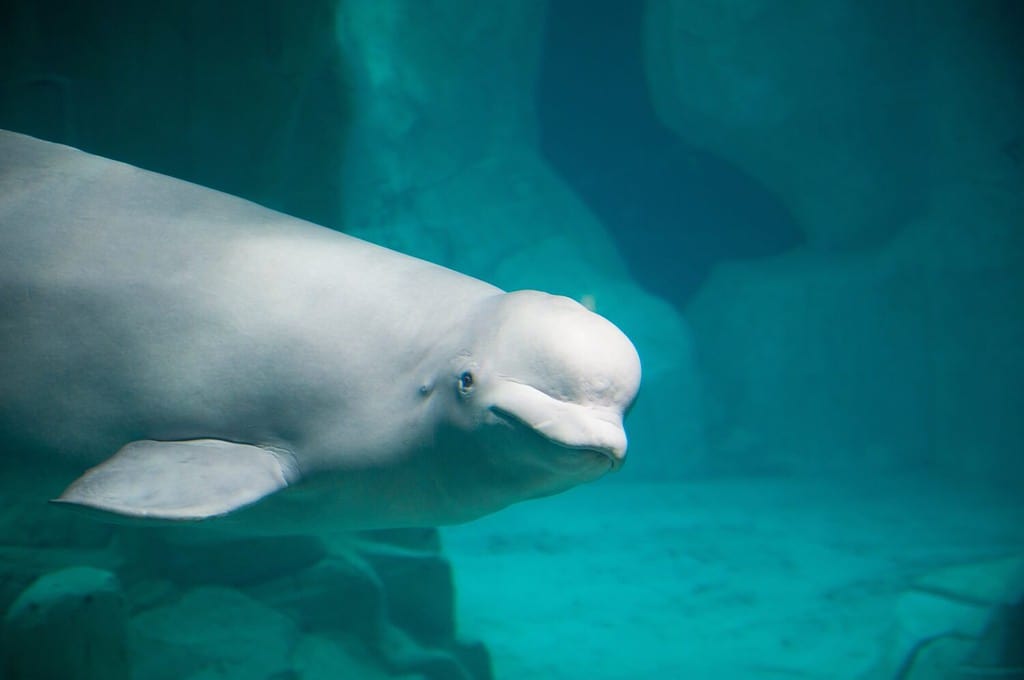 White Beluga Whale. High quality photo