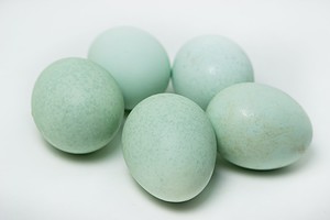 Organic blue eggs on a white background. Varieties of chicken eggs