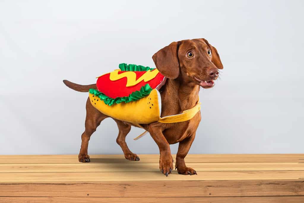 Dachshund dog posing in her hotdog suit, on a white background