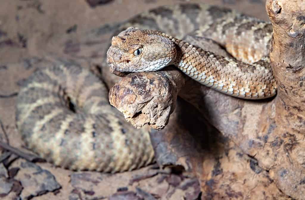 Speckled Rattlesnake. Mitchell's rattlesnake. A white rattlesnake. Crotalus mitchellii.