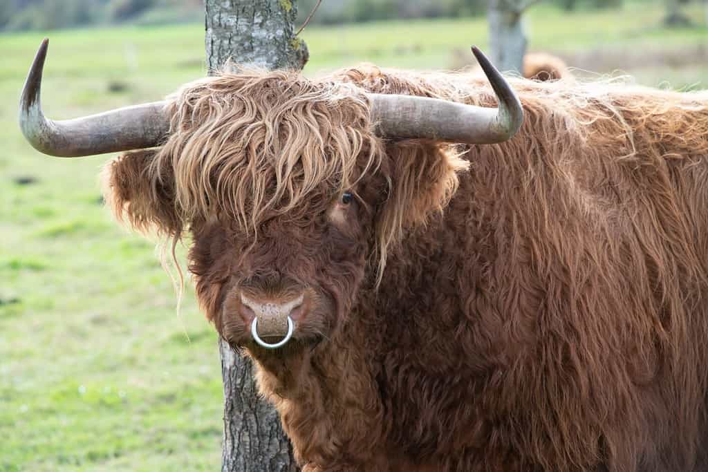 Close-up of a brown Galloway bull with a long coat and long horns, standing in front of a tree in a pasture. In the nose is a silver nose ring.