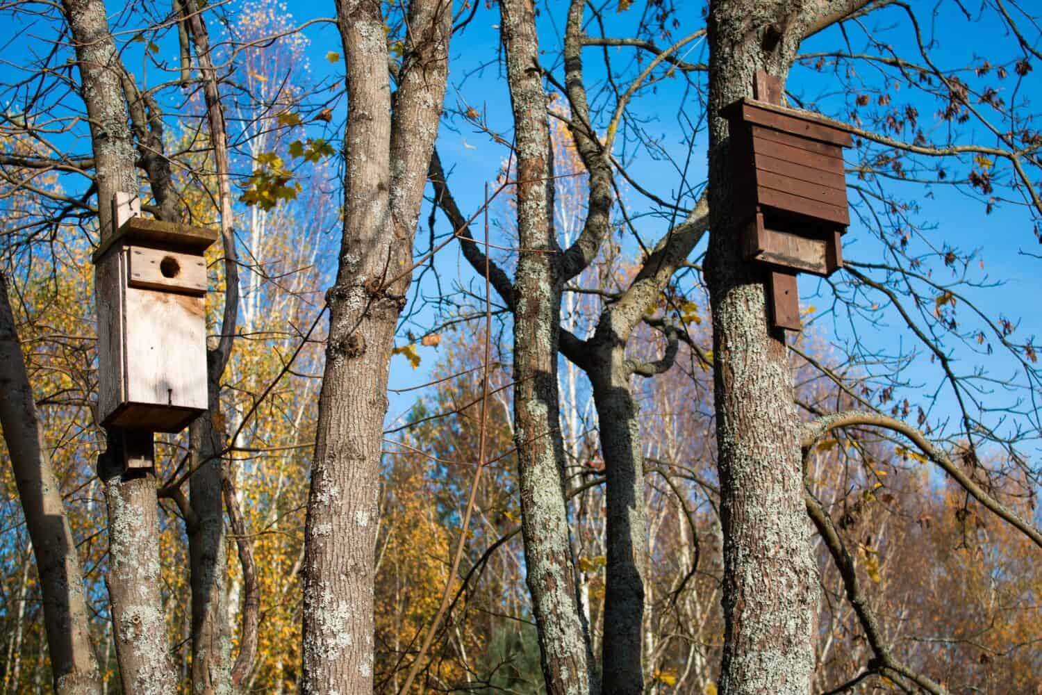 Bird and bat house on the tree