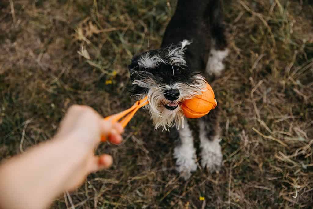 complains about schnauzers - miniature schnauzer purebred dog playing with an orange ball outdoors.