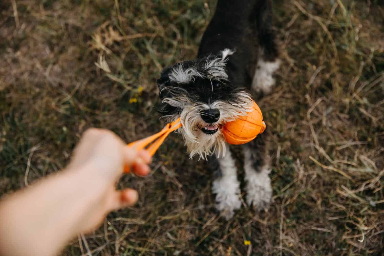 miniature schnauzer purebred dog playing with an orange ball outdoors.