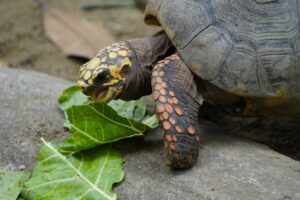 The 10 Best Land Turtles to Keep as Pets Picture