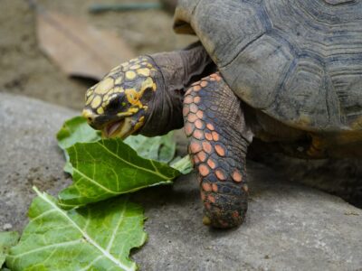 A The 10 Best Land Turtles to Keep as Pets