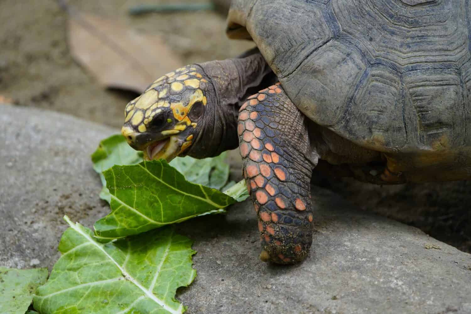 Tortoise eating fresh lettuce leaves (Chelonoidis denticulata)Testudinidae family. Manaus-Amazon, Brazil.