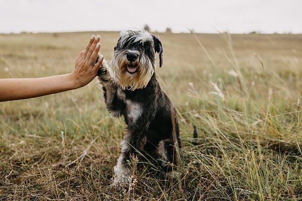 How Smart Are Miniature Schnauzers? Everything We Know About Their ...