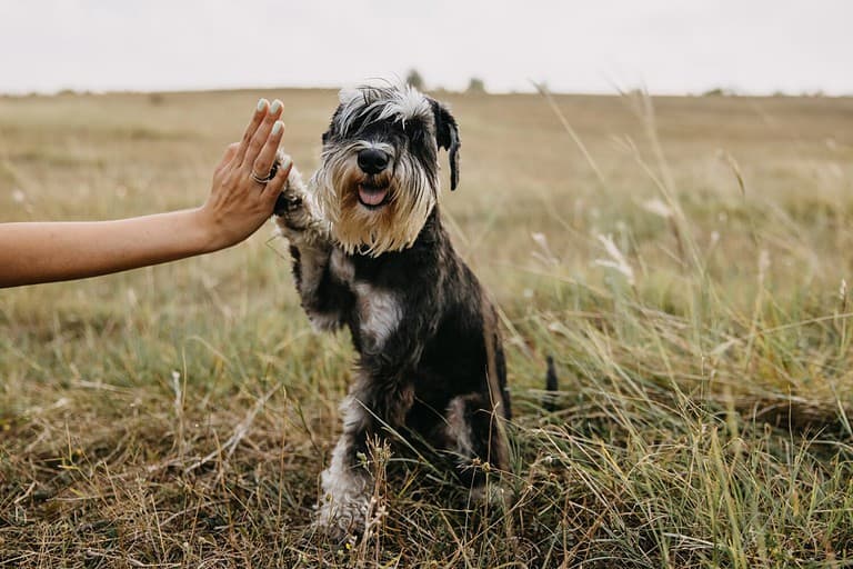 Miniature Schnauzer Size: Growth Chart And Milestones - A-z Animals