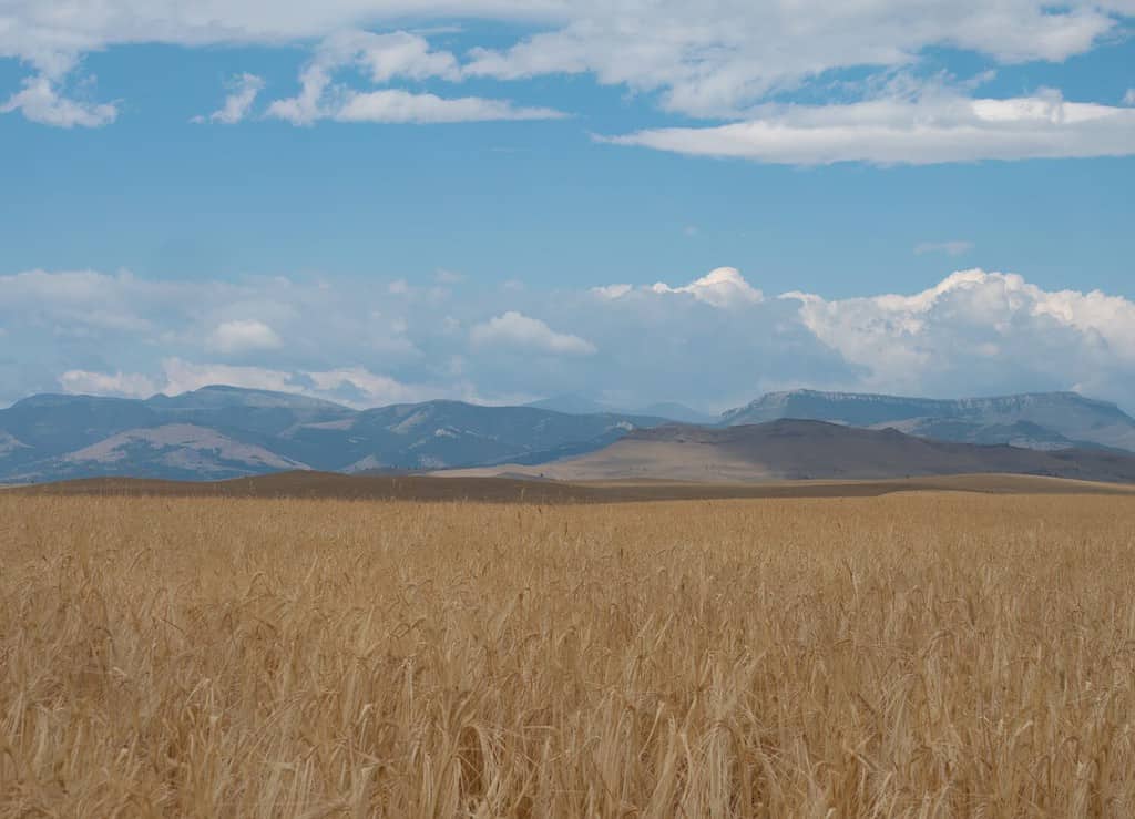 Ripe golden wheat ready for harvest in Central Montana with the Rocky Mountains in the distance and blue skies with scattered clouds above.