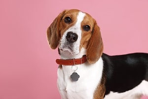 How Smart Are Beagles? Everything We Know About Their Intelligence photo