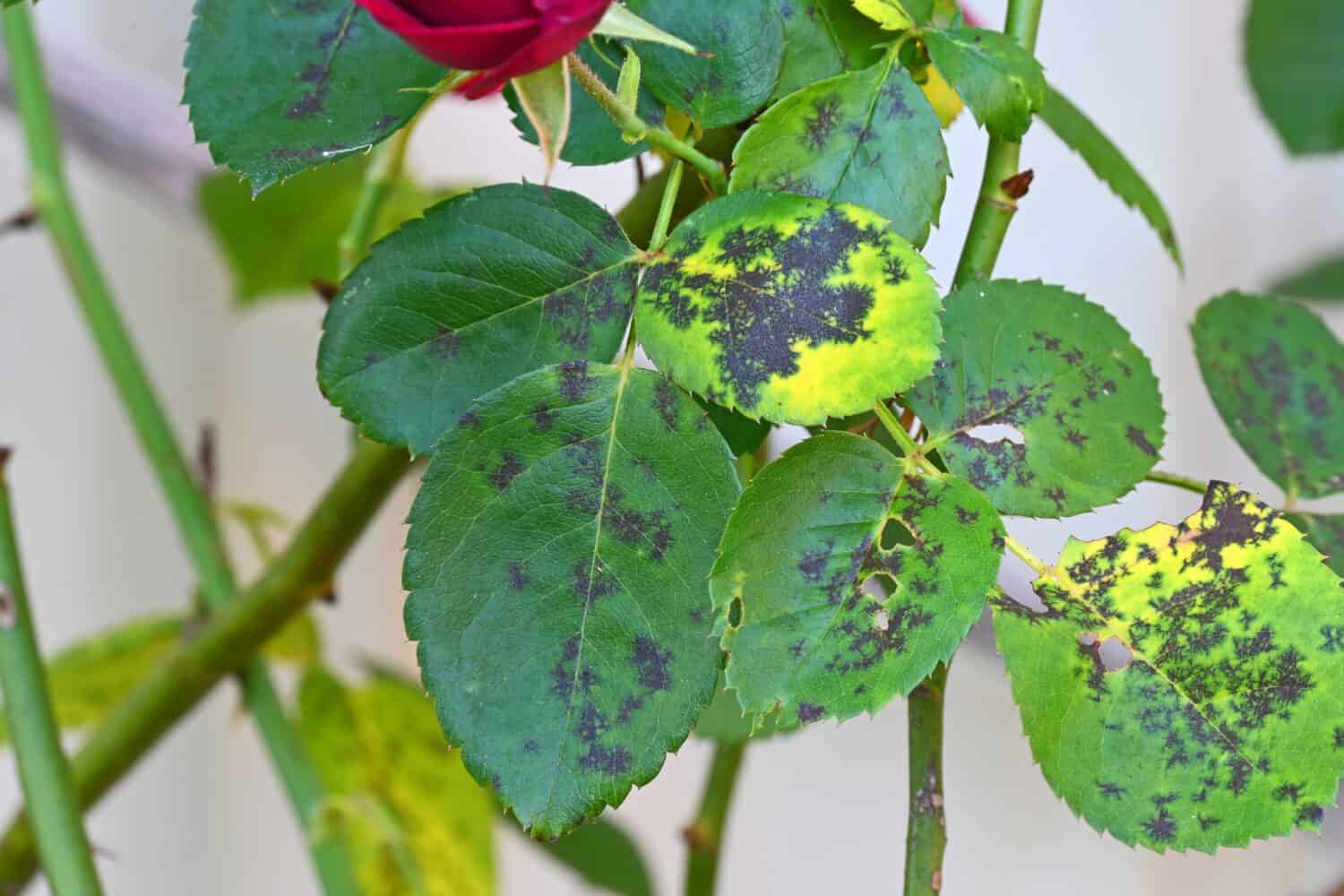 Rose bush leaves with black spots all over them