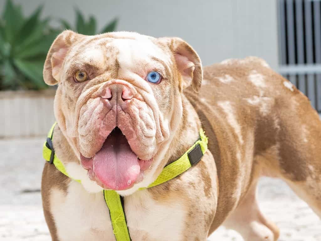 Portrait of an English bulldog with Heterochromia, merle.
