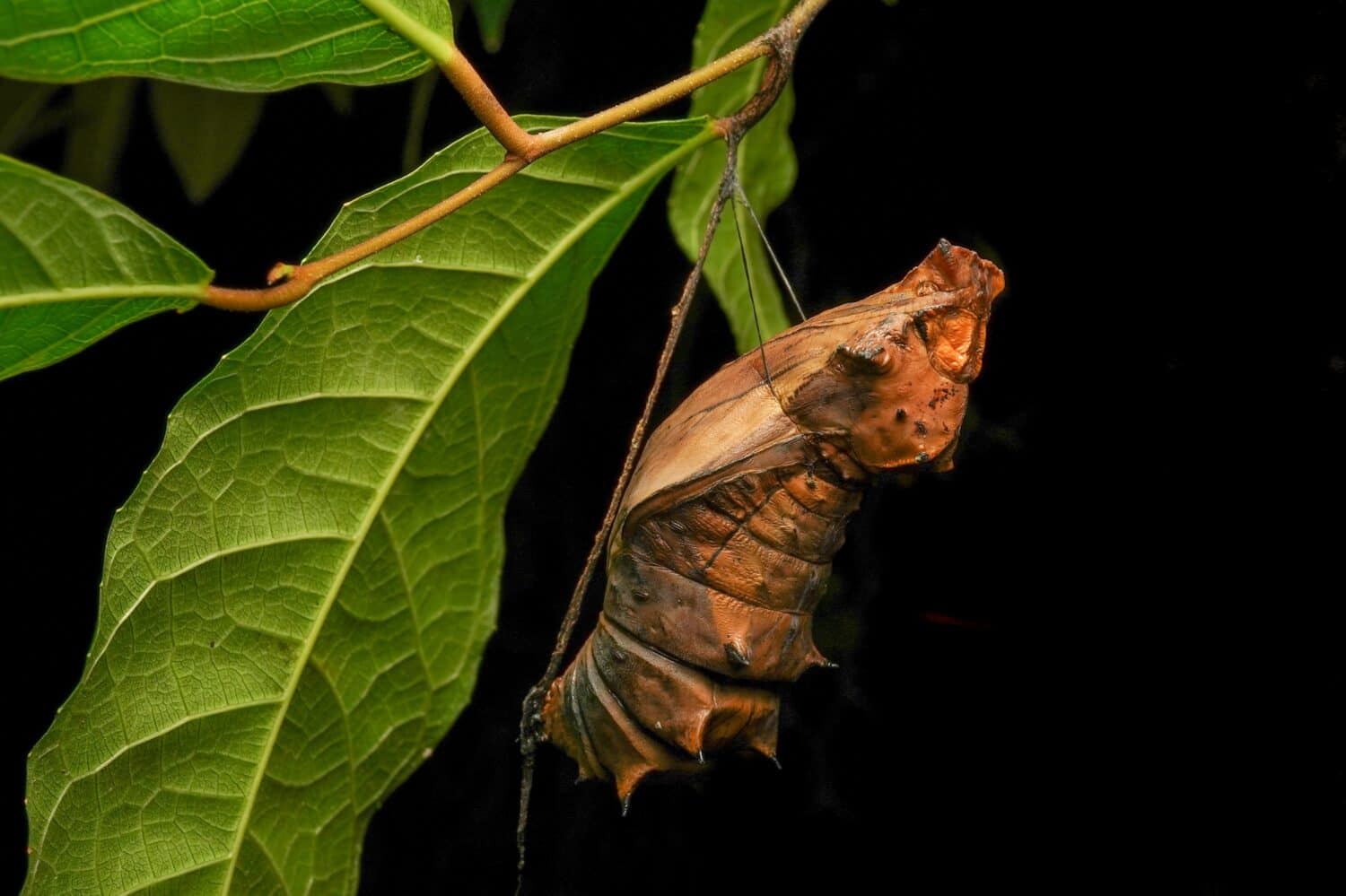Cairns Birdwing butterfly cocoon (Ornithoptera euphorion)