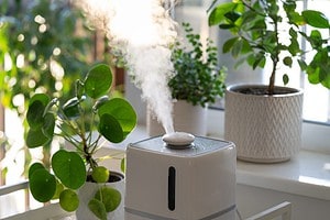 Discover The Best DIY Way to Make a Natural Humidifier Picture