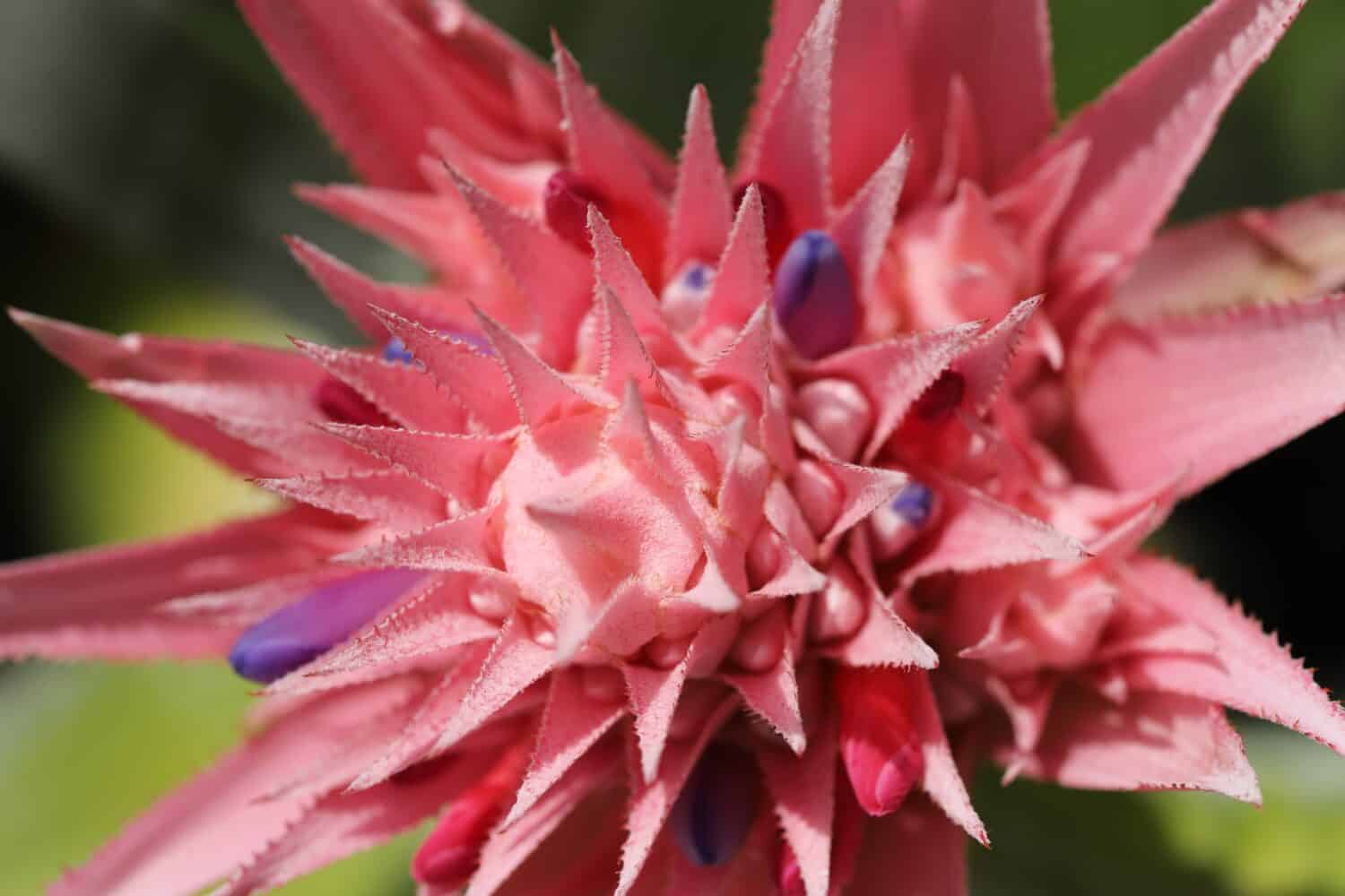 Aechmea fasciata plant close up