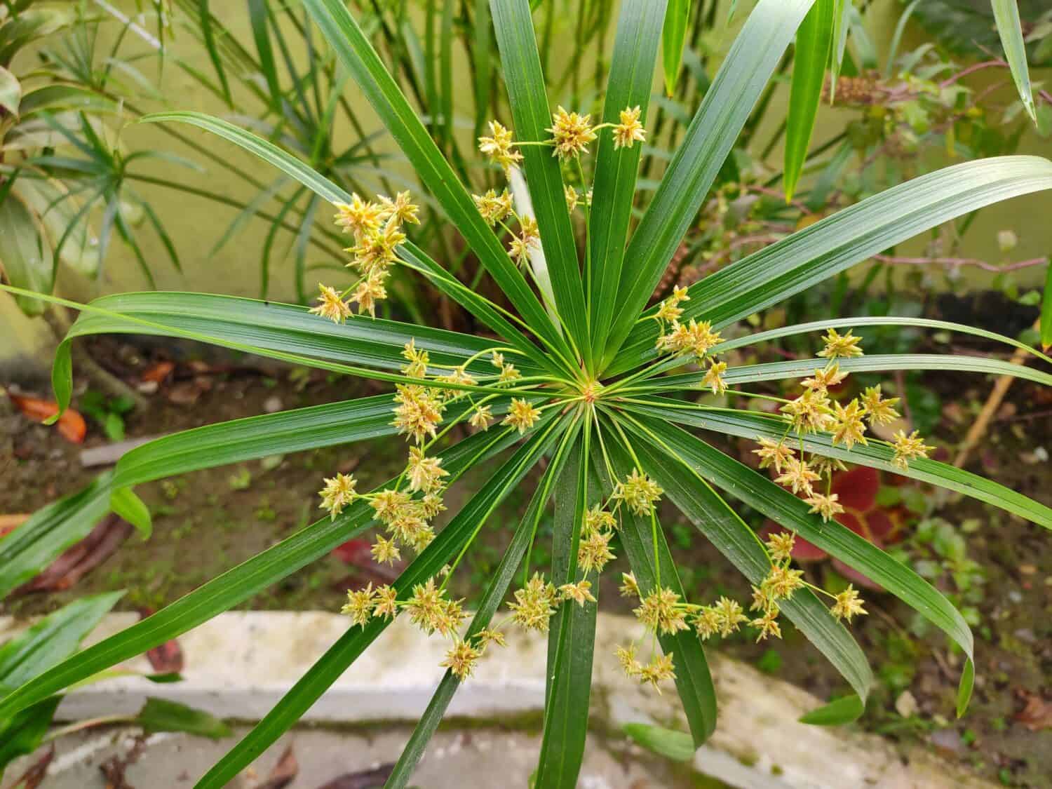 Ornamental plant - Cyperus alternifolius. Family - Cyperaceae. Common name- umbrella papyrus, umbrella sedge or umbrella palm.